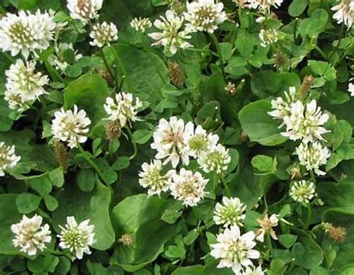 Lawn Seed - White Clover - 5lbs