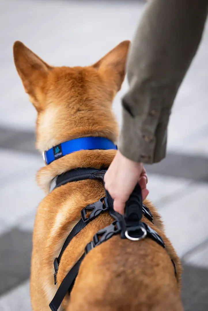 DOG HYBRID HARNESS