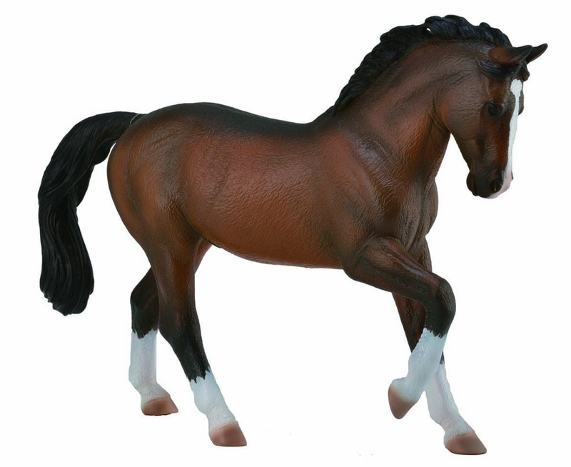 WARMBLOOD STALLION