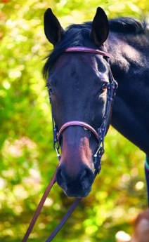 BRIDLE ENGLISH FANCY STICH