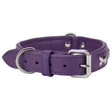 ANGEL PET ROTTERDAM BONES