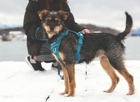 RC Pets - Momentum Control Harness