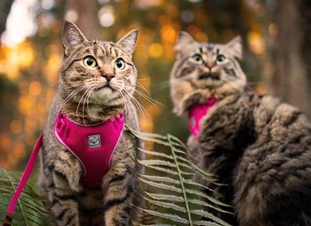 RC Pets - Adventure Kitty Harness